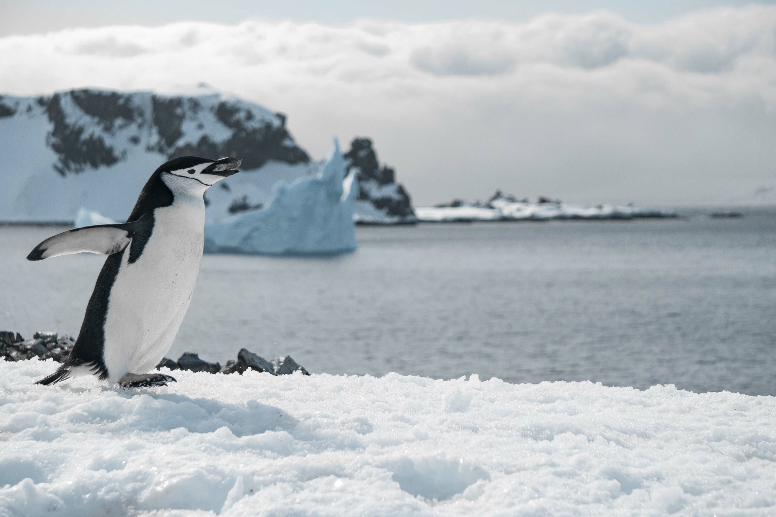 Foto eines Pinguins, der über Schnee rennt. Im Hintergrund kleinere Klippen mit Schnee und Eis. Dazwischen Wasser.